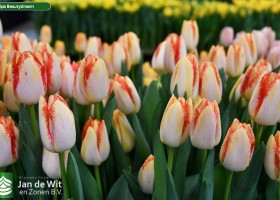 Tulipa Beautydream (2)